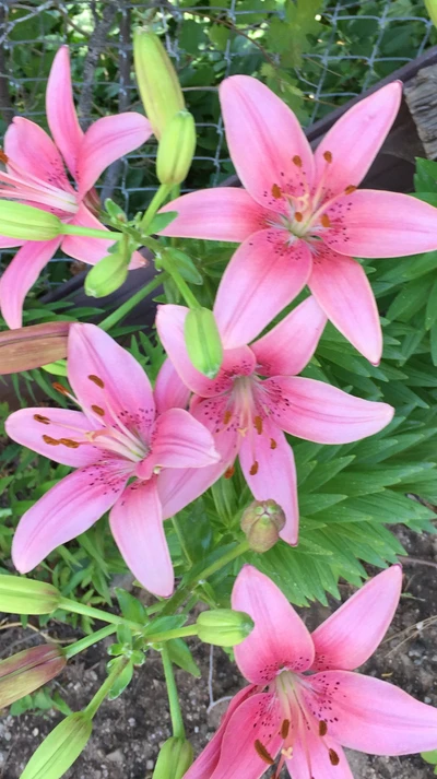 Pretty Pink Flowers in Bloom