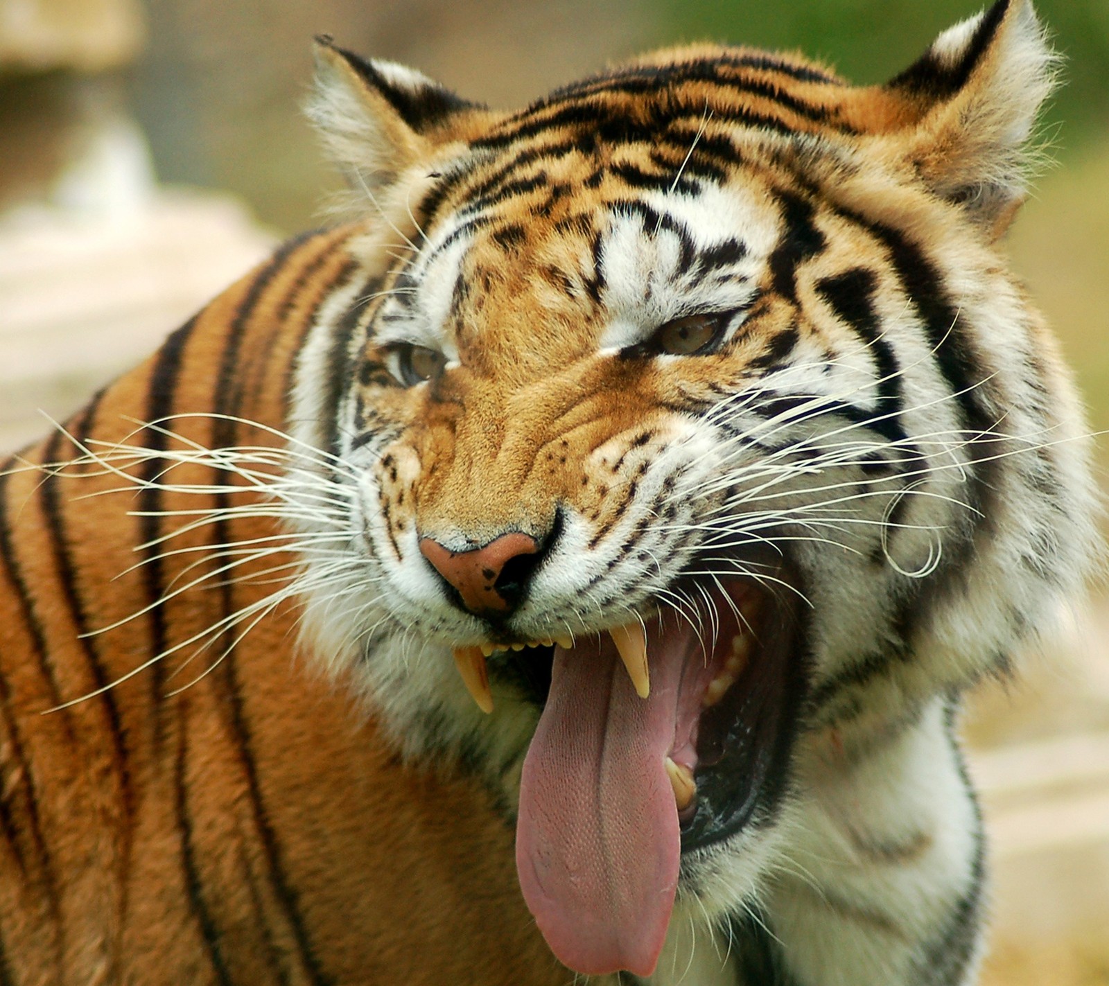 Hay un tigre que está sacando la lengua (galaxy nexus, tigre, lengua afuera)