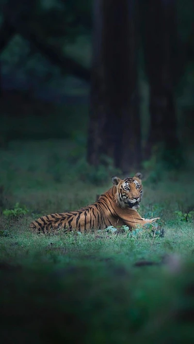 animal, felino grande, bosque, naturaleza, predador