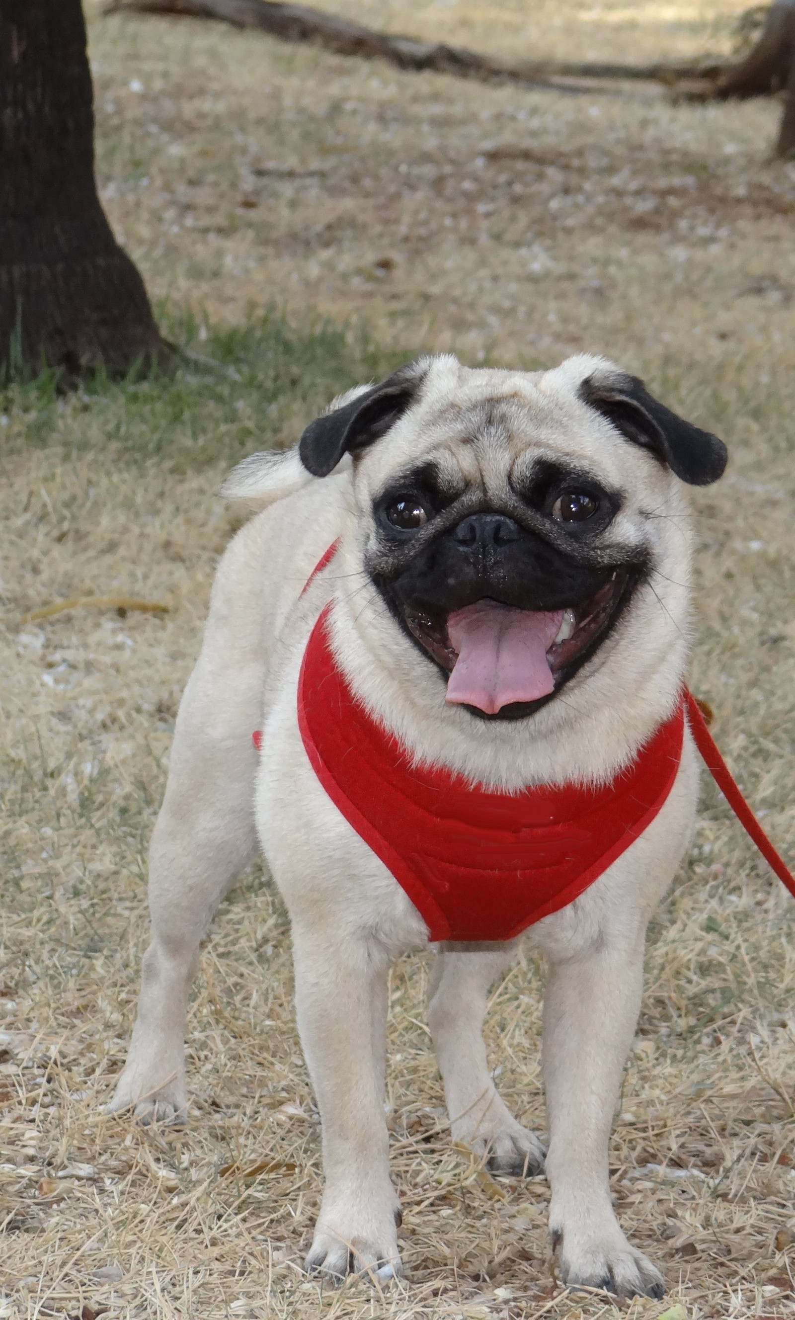 Há um cachorro pequeno que está usando um cachecol vermelho (cachorro, quente, pug, cansado)