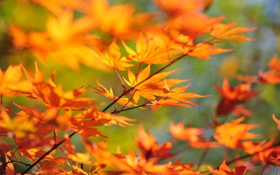 Feuilles d'érable d'automne vibrantes au soleil