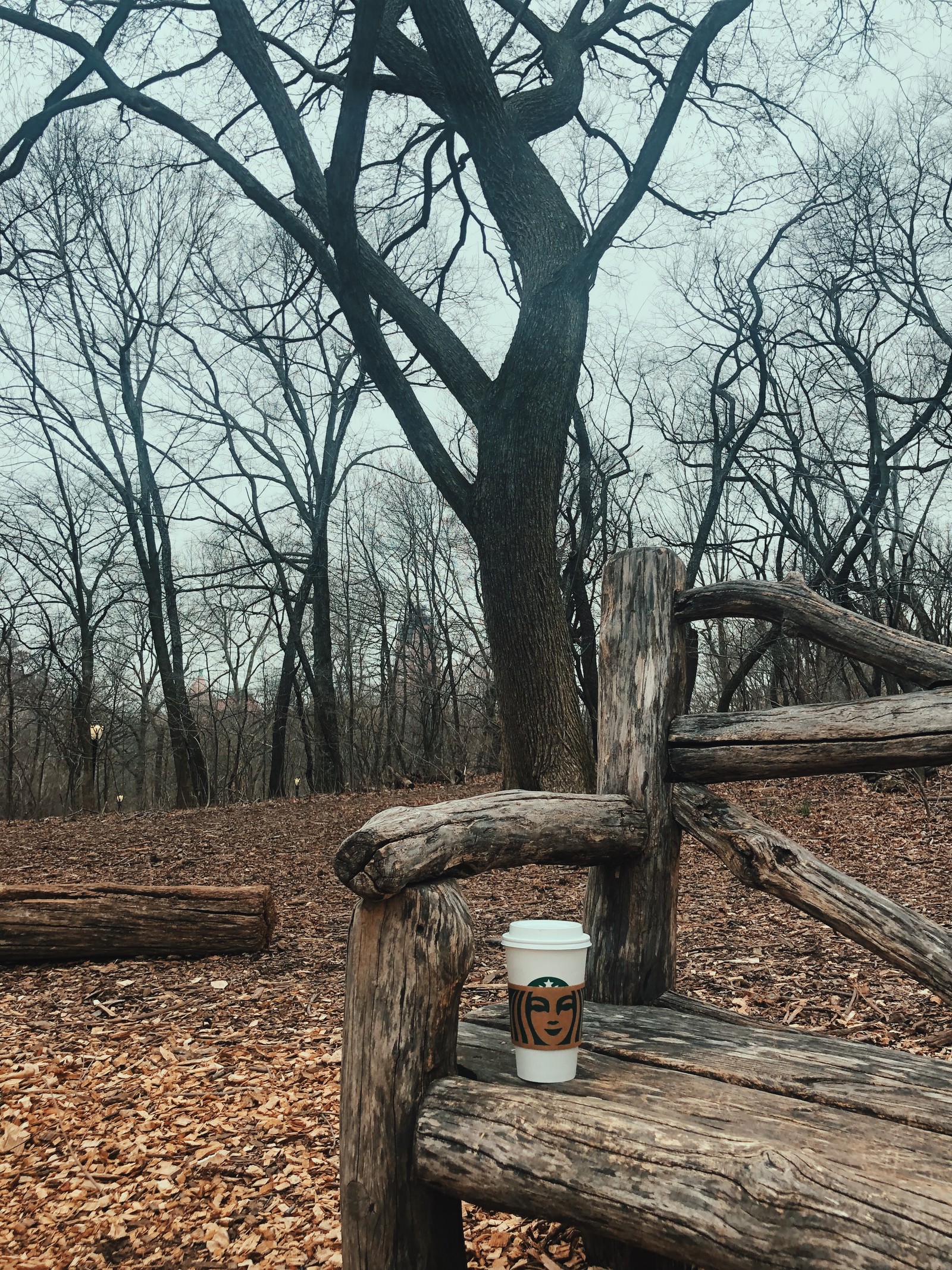 Una taza de café está sobre un banco de madera (árbol, madera, ciencia, biología, ramo)