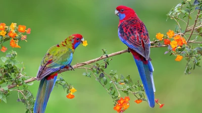 Rosellas carmesí posadas entre flores vibrantes