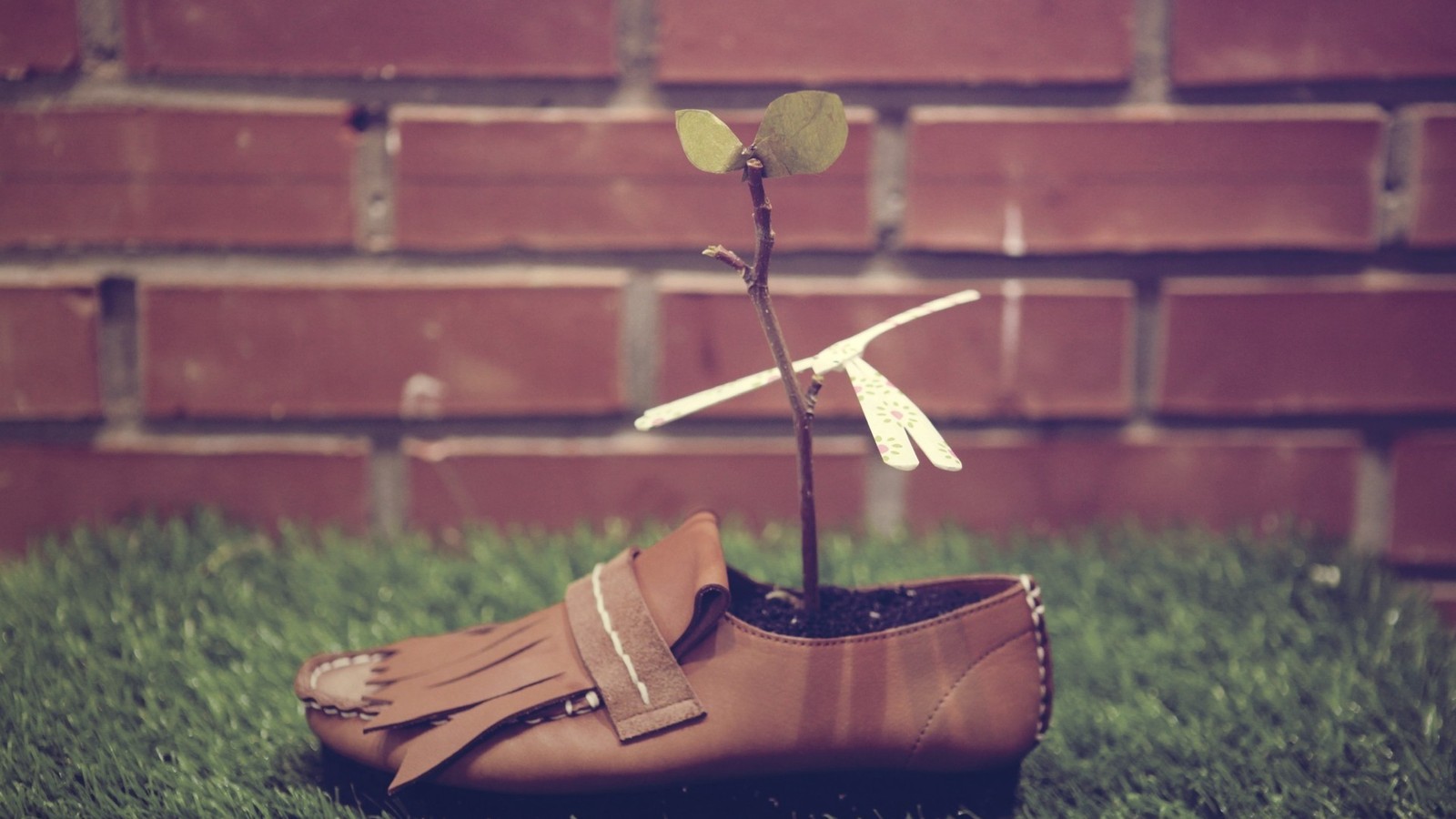 There is a small plant growing out of a shoe on the grass (shoe, white, footwear, green, grass)