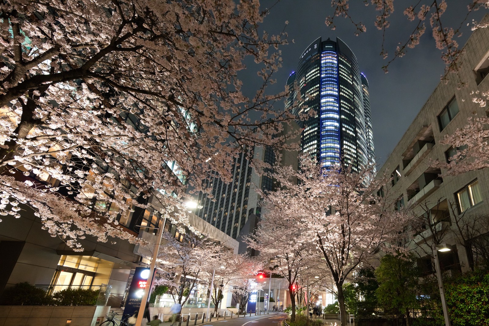 Baixar papel de parede roppongi hills, hanami, flor de cerejeira, noite, edifício