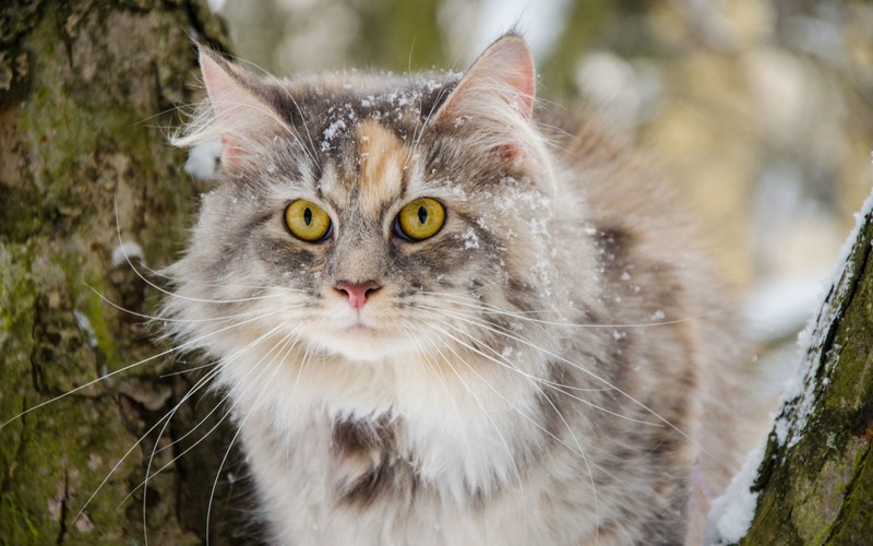 Кот сидит на дереве в снегу (усы, сибирская кошка, мейн кун, maine coon, норвежская лесная кошка)