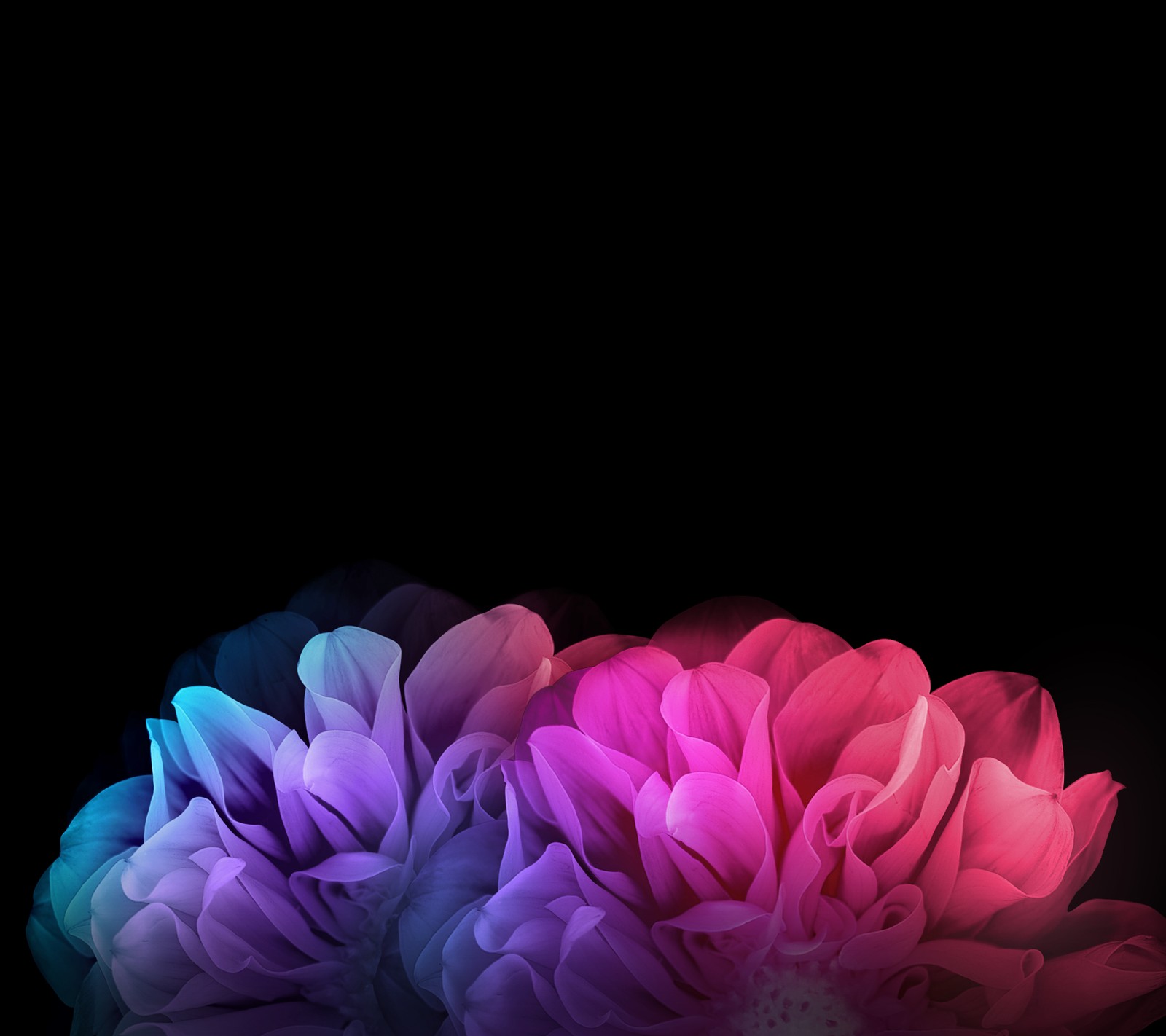 Hay dos flores que están en la oscuridad con un fondo negro (pétalo, rosa, púrpura, violeta, flor)