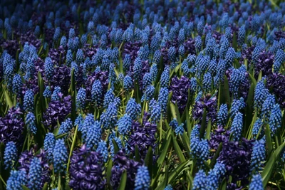 Lebhaftes Lupinenfeld in voller Blüte: Ein Meer aus blauen und lila Blumen