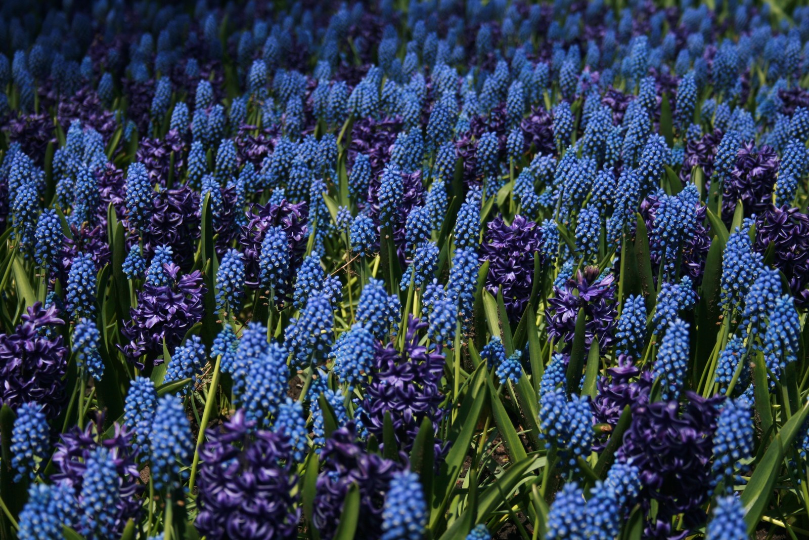 lupine field, blue flowers, floral background, bloom, garden wallpaper