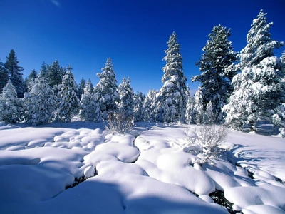 Natur salvaje invernal: Pinos cubiertos de nieve bajo un cielo azul claro