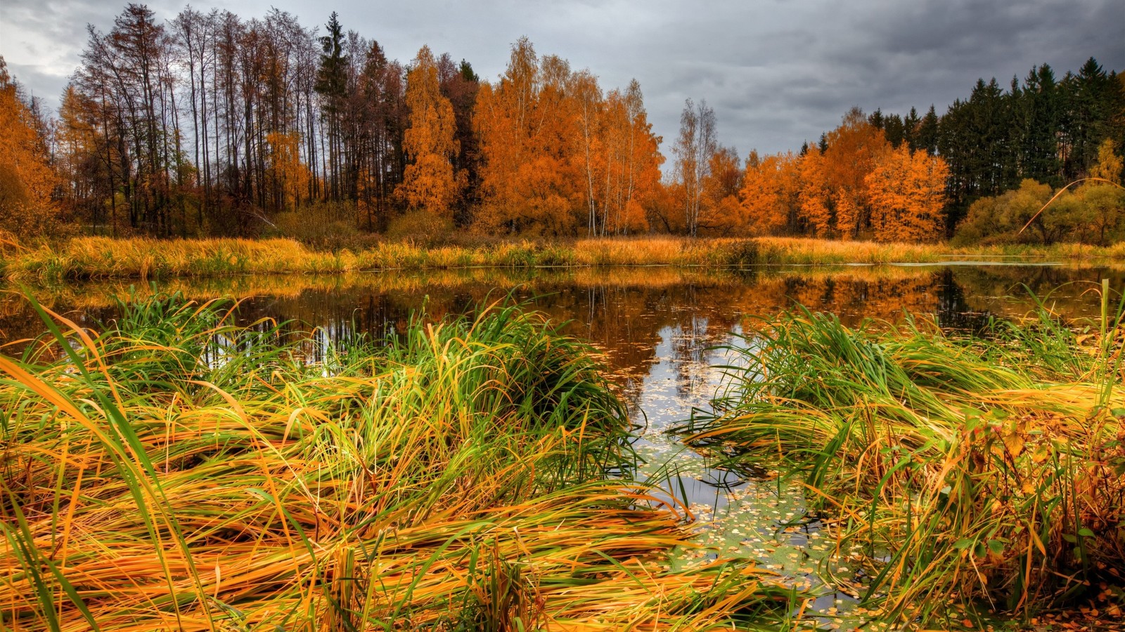 Aussicht auf einen kleinen teich, umgeben von hohem gras und bäumen (herbst, natur, reflexion, naturschutzgebiet, wildnis)