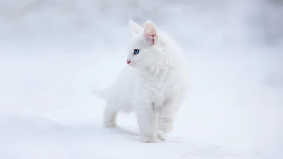 Adorable White Kitten with Blue Eyes in a Snowy Landscape