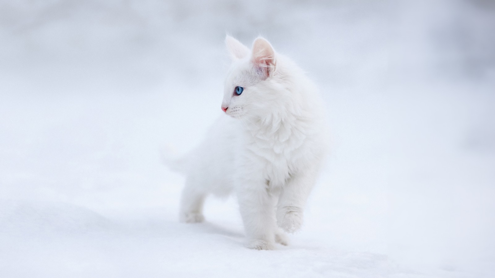 Белая кошка идет по снегу с голубыми глазами (котёнок, белая эстетика, голубые глаза, снег, 5k)