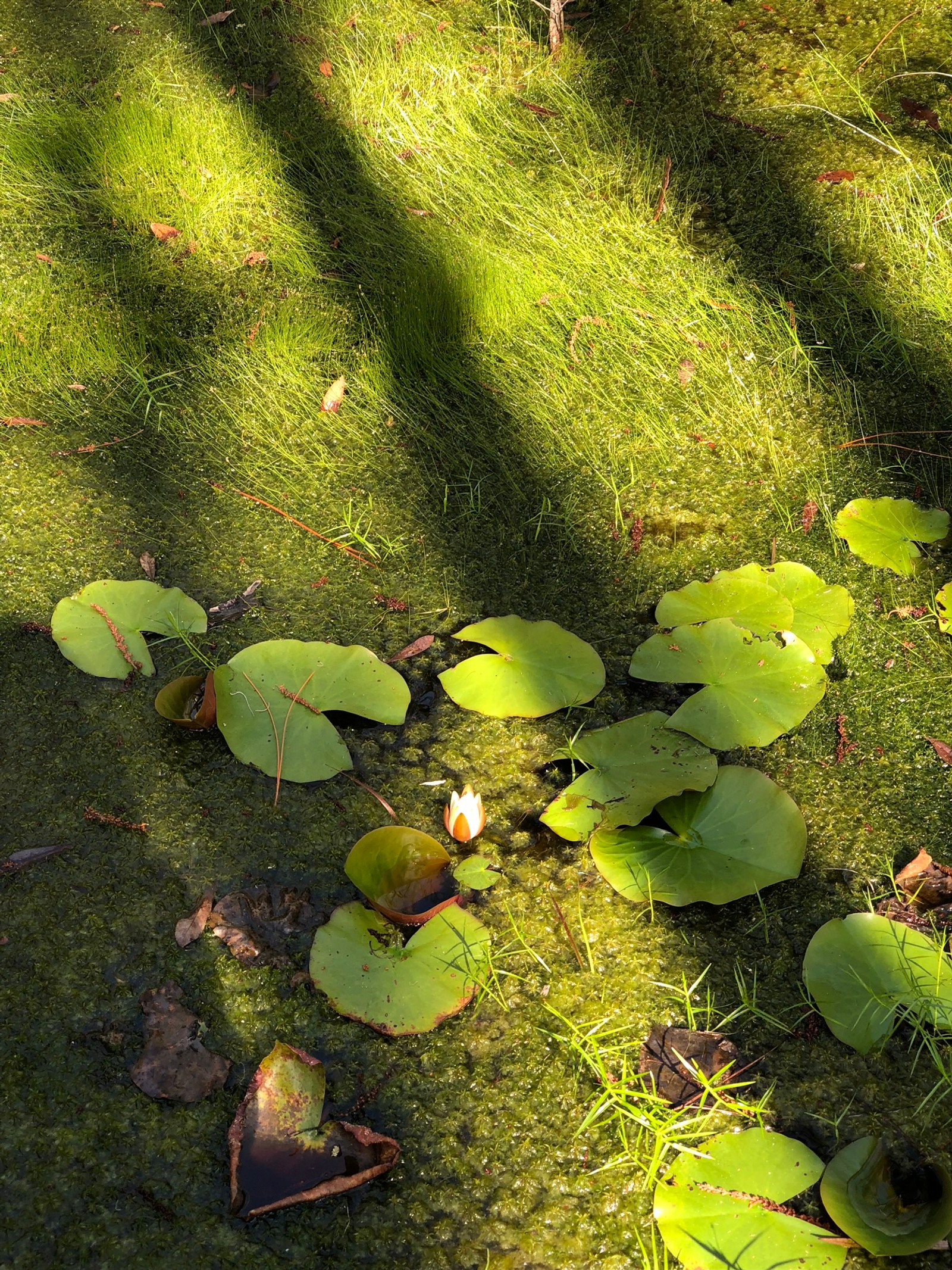 Il y a beaucoup de feuilles vertes sur le sol à côté d'un étang (végétation, biome, feuille, science, écologie)