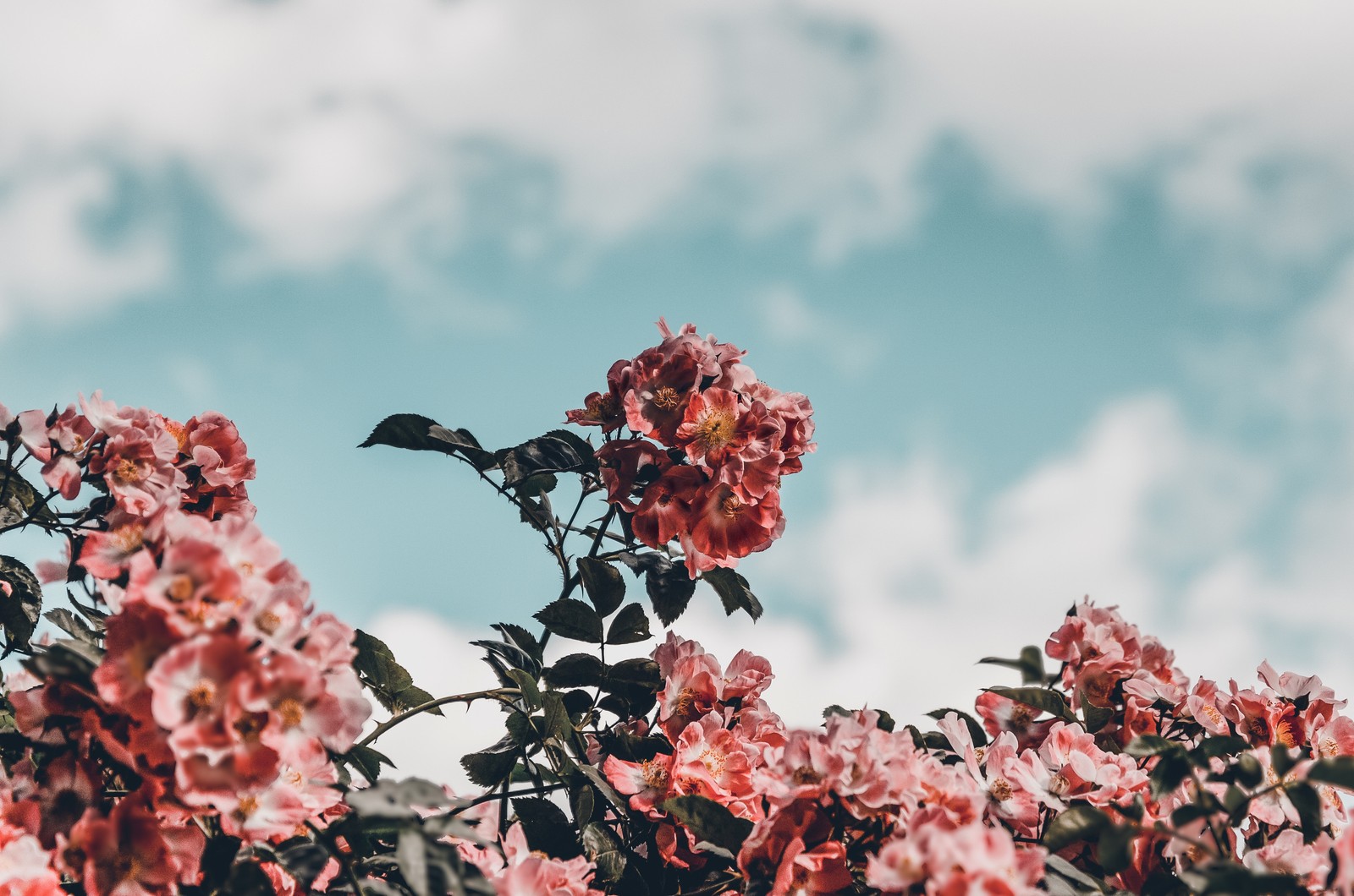 There is a bird sitting on a branch of a tree with pink flowers (flower, pink, plant, spring, leaf)