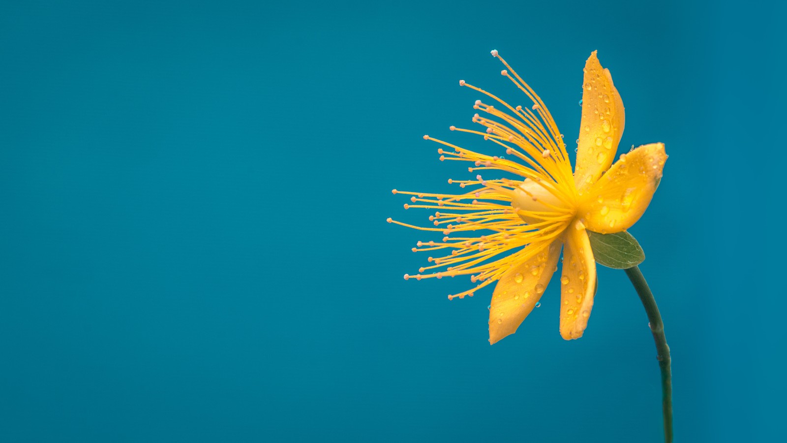 Yellow flower with water droplets on it against a blue background (flower, quotation, morning, plant, petal)