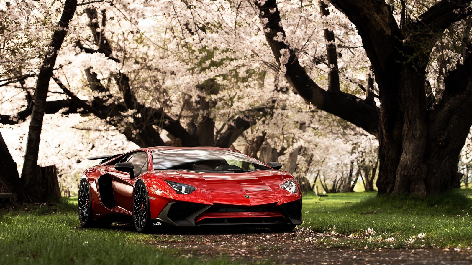 Um carro esportivo vermelho estacionado em frente a um parque coberto por árvores (lamborghini aventador sv, árvores de cereja, flor de cerejeira, primavera, carros)