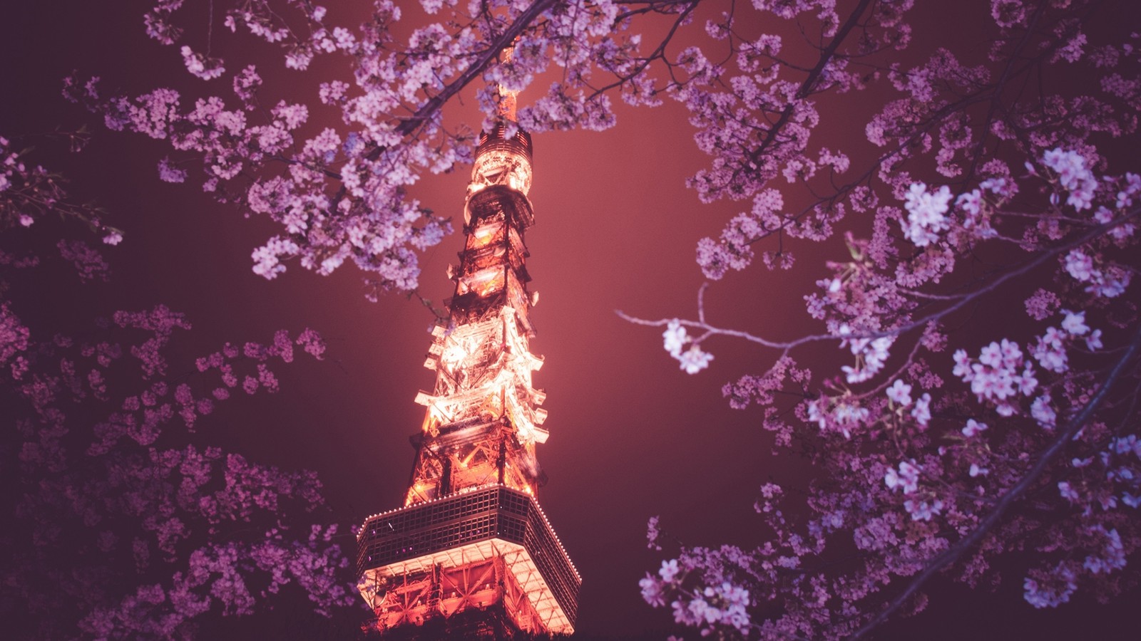 Скачать обои токийская башня, tokyo tower, цветение сакуры, башня, ханами