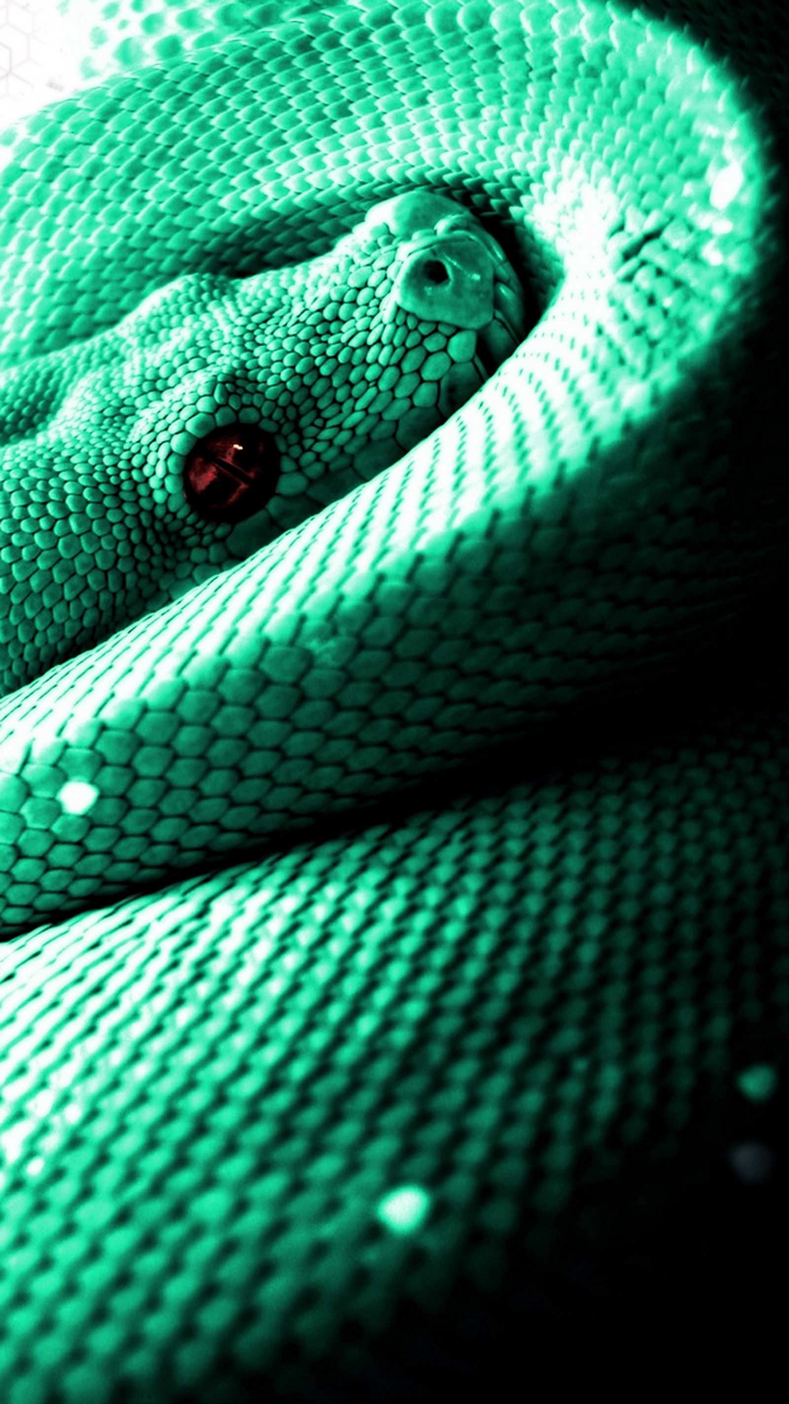 A close up of a snake with a red eye on its face (green, snake, scaled reptile, reptile, serpent)