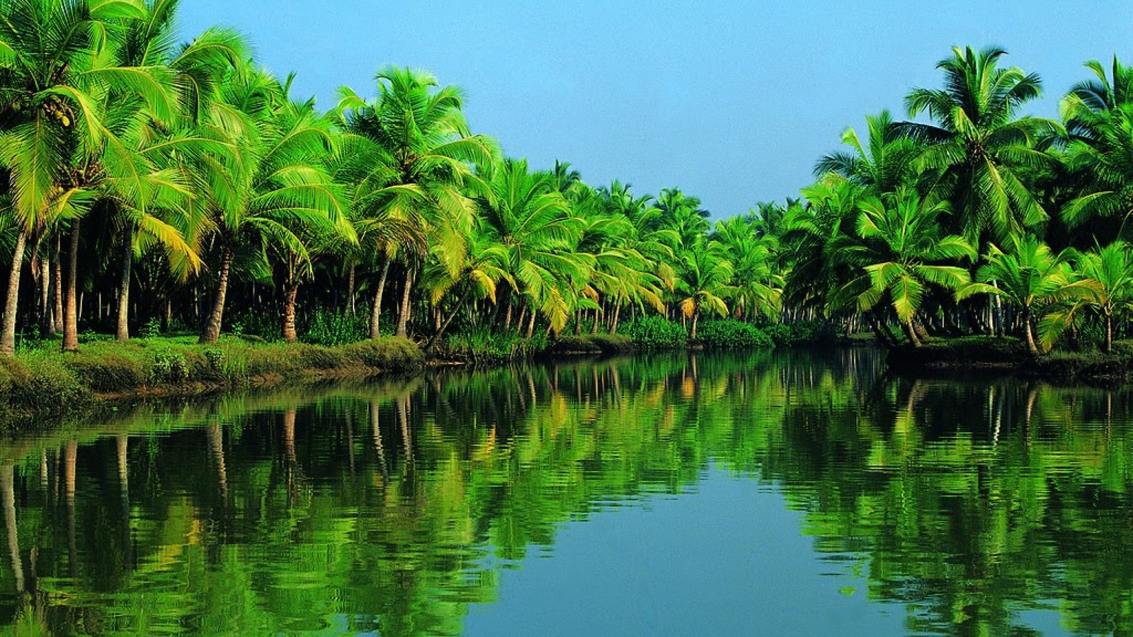 Вид на реку с пальмами и лодкой (алаппужа, alappuzha, растительность, природа, дерево)