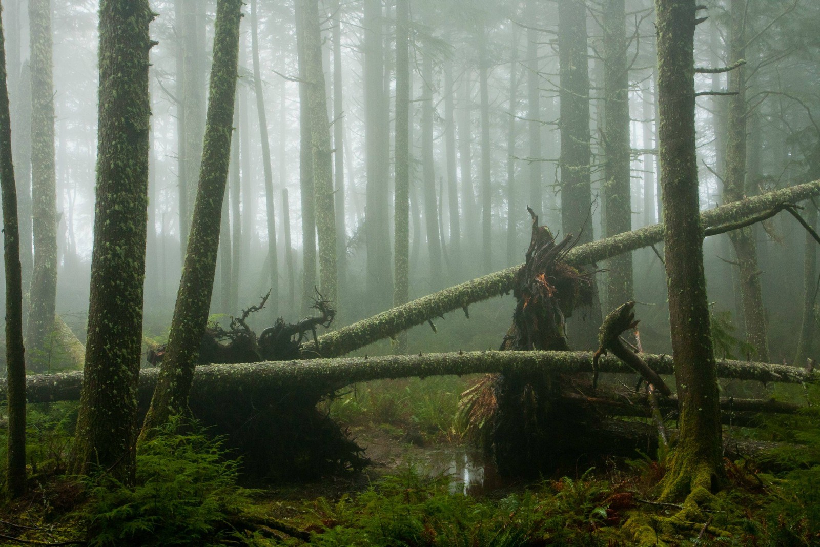 There is a fallen tree in the middle of a forest (woodland, rainforest, riparian forest, forest, tropical rainforest)