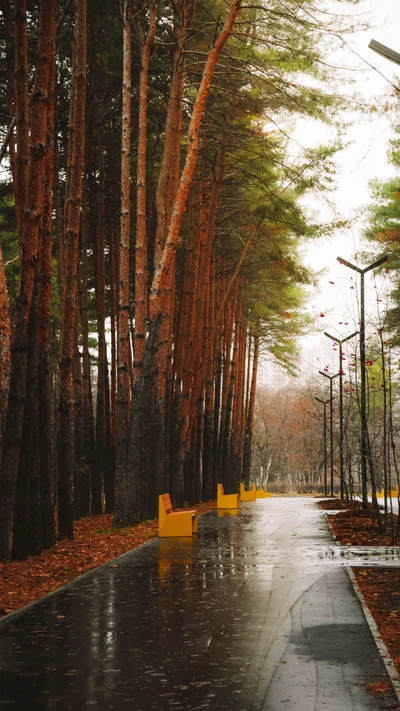 Sentier serein à travers une forêt de pins après la pluie