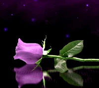 Elegant pink rose with a reflection, set against a deep purple background.