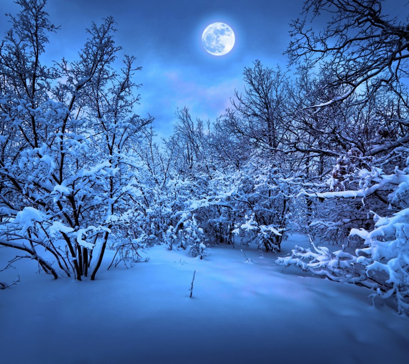 A view of a snowy forest with a full moon in the sky (landscape, nature, winter)