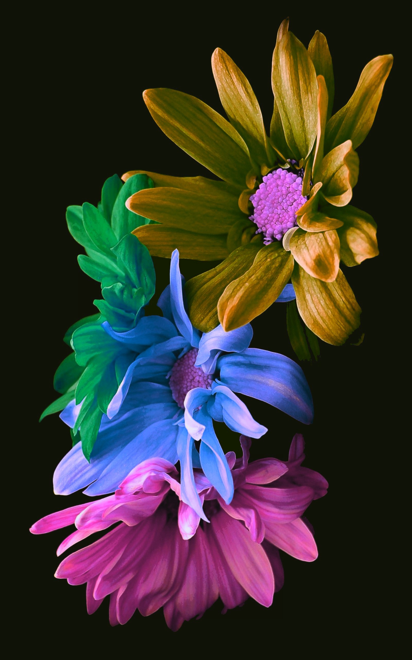 Lade schwarz, bunt, blume, blumen, neon Hintergrund herunter