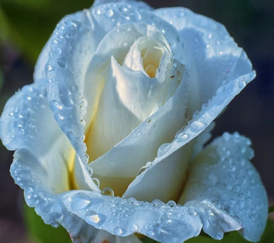 fleur, light blue rose, nature