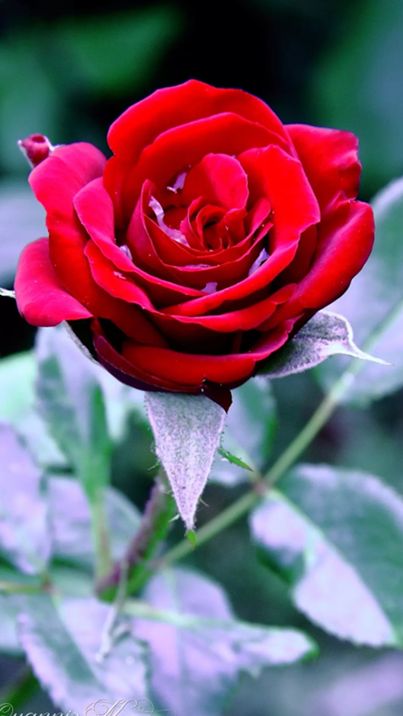 Una rosa roja que está creciendo en el jardín (rojo, rosa)