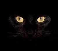 Schwarze Katze mit auffälligen gelben Augen in der Dunkelheit