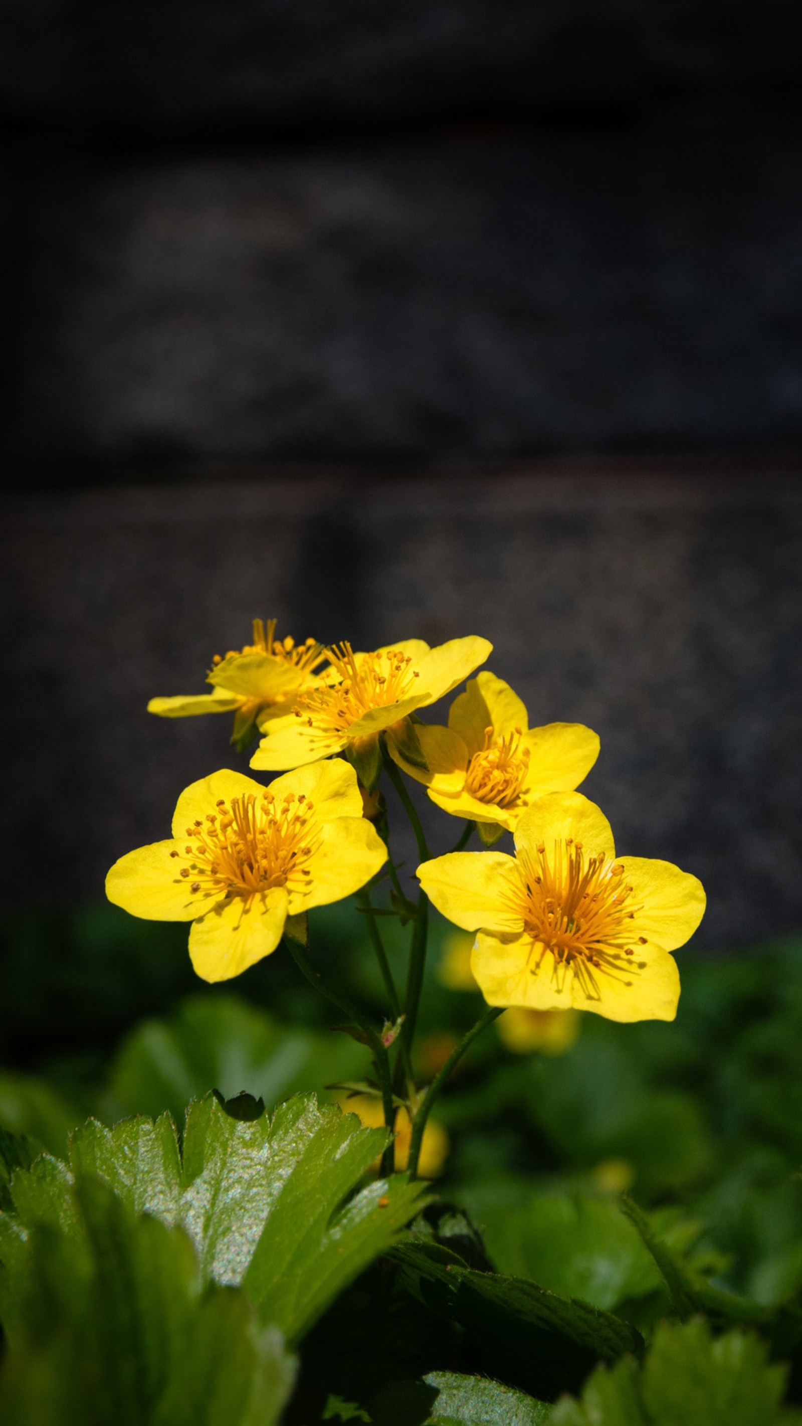 Gelbe blumen im garten mit grünen blättern und einer holzwand (blume, grün, gelb)