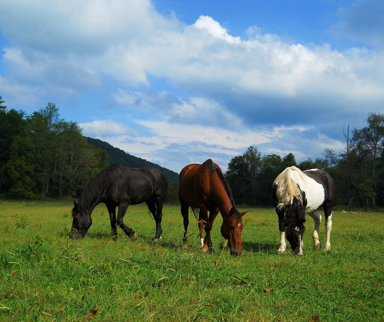 Três cavalos pastando em um campo com árvores ao fundo (animais, cavalos)