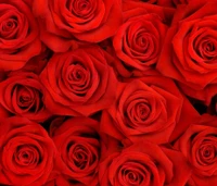 flowers, nature, red roses wallpaper