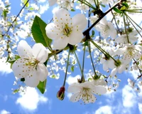 flor de manzano, cielo azul