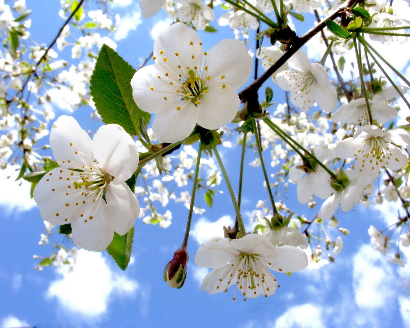 Descargar fondo de pantalla flor de manzano, cielo azul