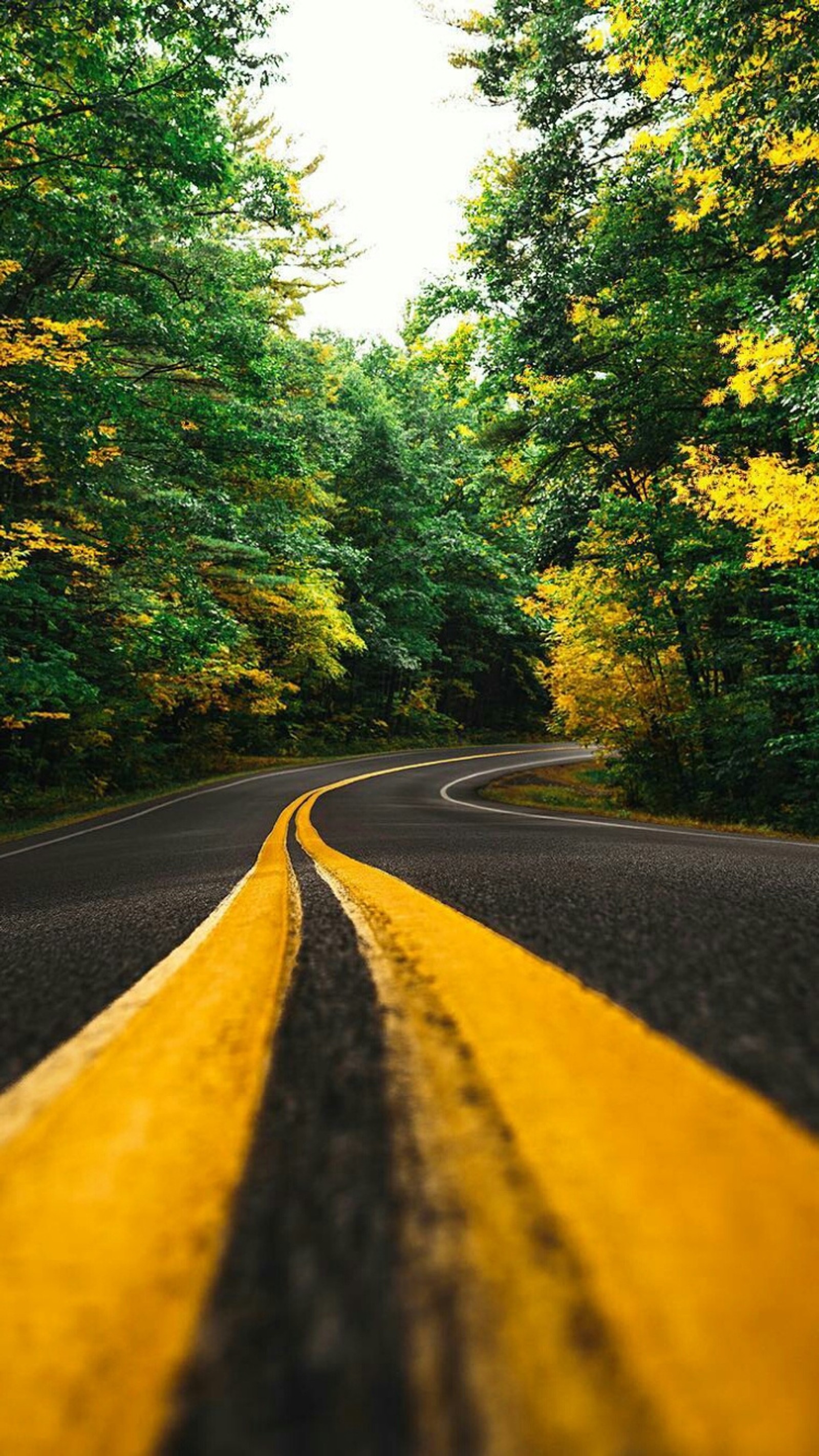 A close up of a yellow line on a road in the middle of a forest (asphalt, nature, road, scenery, trees)