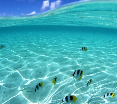 Scène sous-marine vibrante avec des poissons colorés dans une eau cristalline