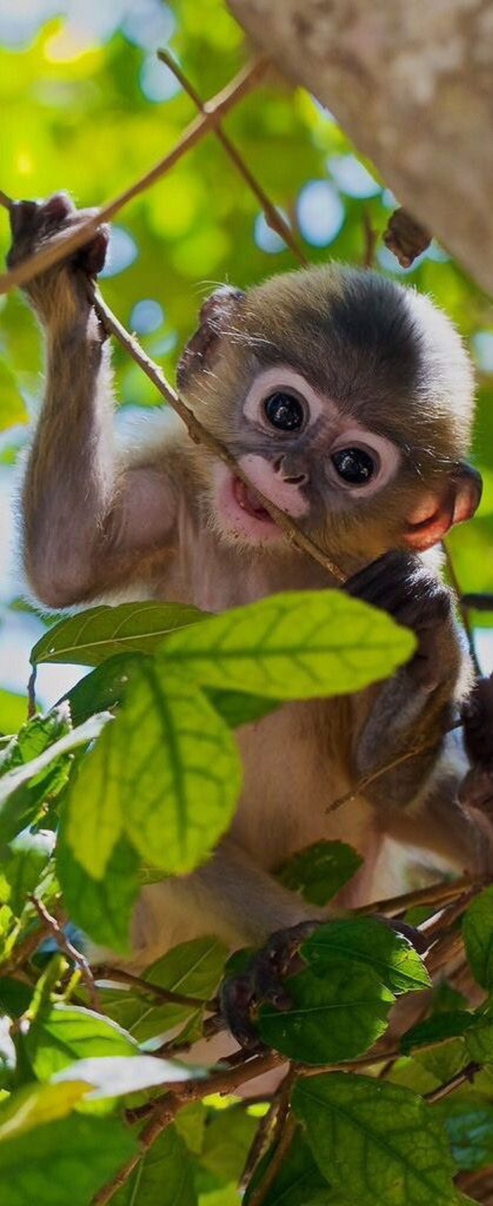 Um close de um macaco sentado em uma árvore com um galho na boca (macaco, rosto)