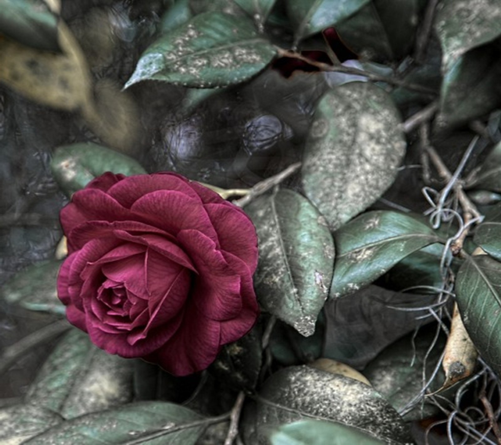 Une rose rouge pousse dans un buisson (fleurs, vacances, amour, nature, autre)