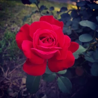 Rosa roja vibrante en flor