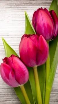 Vibrant Red Tulips Amidst Lush Green Leaves