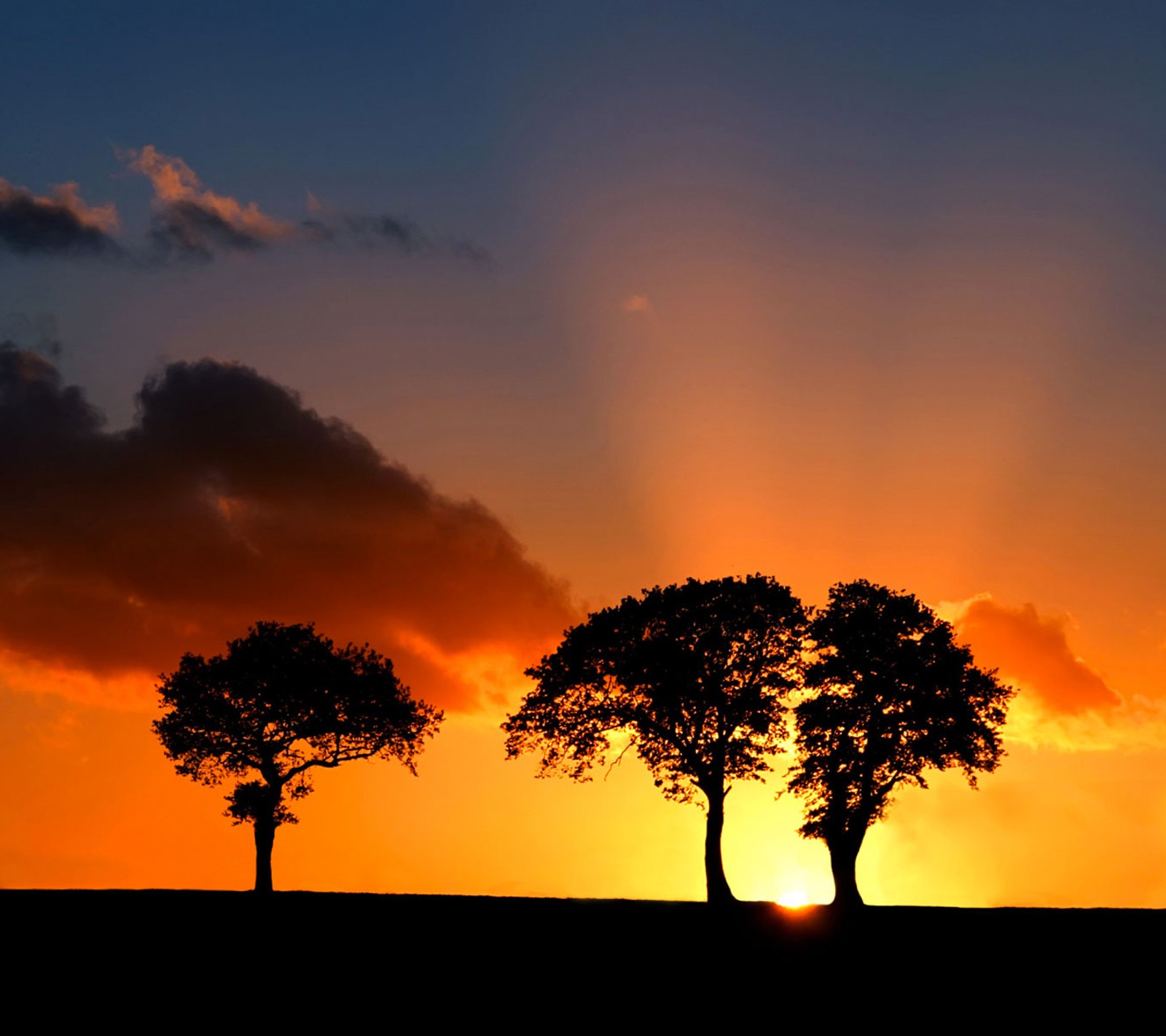 Trees in a field with the sun setting behind them (landscape, nice, sunset, tree)