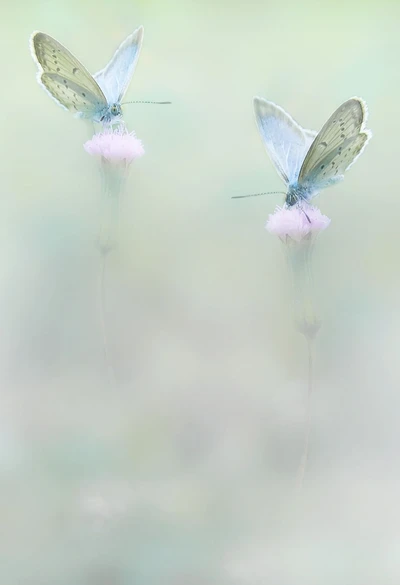 wing, azure, dress, gown, insect