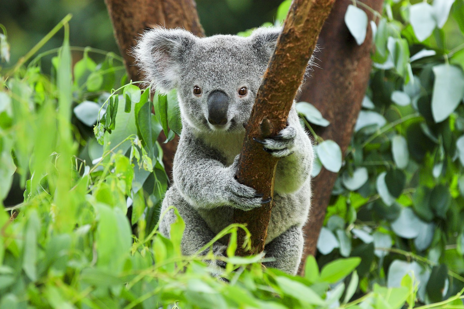 Há um coala sentado em um galho de árvore (coala, animal terrestre, marsupial, fauna, focinho)