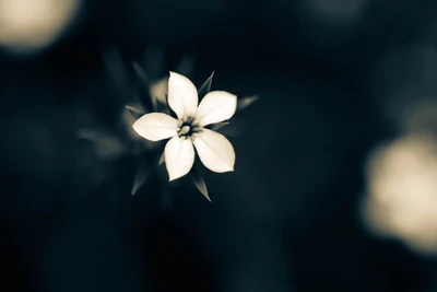 Delicate White Flower Against a Soft Blue Background