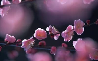 Primer plano de delicadas ramas de flores de cerezo rosa