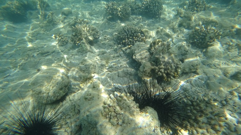 Много морских ежа плавают в воде (под водой, морская биология, экосистема, вода, море)