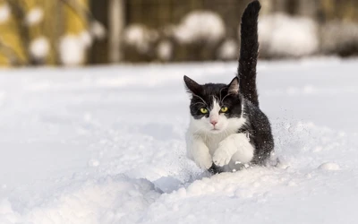 chat, chaton, neige, chat égéen, chats de petite à moyenne taille